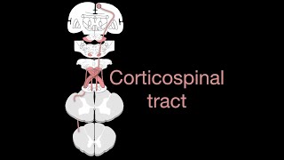 Corticospinal tract [upl. by Hemingway587]