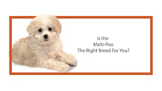 Everything you need to know about Maltipoo puppies 2019 [upl. by Yedok288]