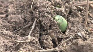 Soybean Planting From Ag PhD 578 5309 [upl. by Rogerio]