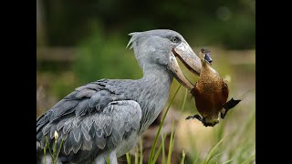 ÁFRICA SALVAJE  SELVA TROPICAL gran DOCUMENTAL EN ESPAÑOL [upl. by Sirama]