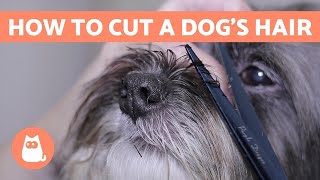 How to Cut a Dogs Hair 🐶 BASIC GROOMING Tutorial [upl. by Ardra994]