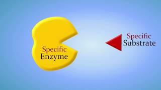 Enzymes and How They Work An Introduction [upl. by Noiro560]