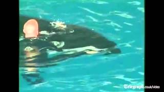 Killer whale almost drowns trainer at SeaWorld [upl. by Asirrak]