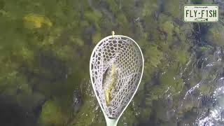 Fly Fishing  Willowemoc Beaverkill Roscoe NY [upl. by Ailerua]