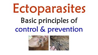 Ectoparasites  Basic principles of Control amp Prevention by  DrMLGatne  RetdProfessor [upl. by Fauch382]