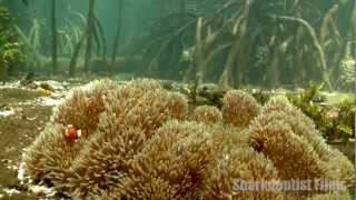 Yenbramuk Reef Mangrove Forest Raja Ampat [upl. by Pris]