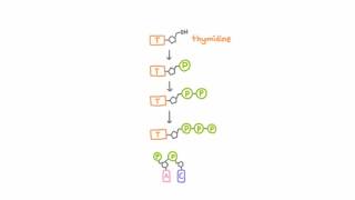 AntiHerpetic Drugs  How They Work [upl. by Suilmann]