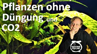 Aquarienpflanzen OHNE DÜNGUNG UND CO2 Zugabe  Welche Pflanzen halte ich [upl. by Dame]