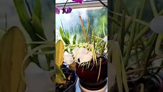 Brassavola Nodosa 2022 [upl. by Angelica]