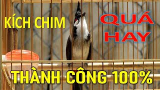 Chào mào  Chào mào hót đấu Chào mào luyện giọng hót hay ép bổi sổ bọng và căng lửa [upl. by Frederic988]