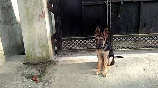 Make your 4 months gsd puppy aggressive training [upl. by Enigroeg]