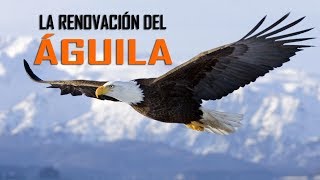 LA RENOVACIÓN DEL ÁGUILA [upl. by Erolyat]