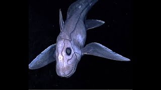 Facts The Chimaera Ghost Shark [upl. by Nellahs]