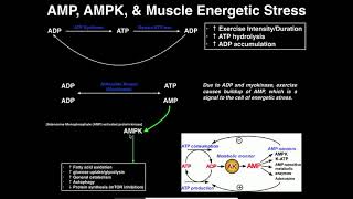 Exercise Physiology  AMP AMPK amp Energetic Stress [upl. by Itirahc]