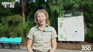 Virtual Tour of Melbourne Zoo [upl. by Harty802]