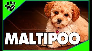 Maltipoo Facts and Information  Poodle Maltese Mix  Dogs 101 [upl. by Bean]