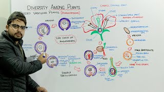 Life Cycle Of Angiosperms [upl. by Pearline]