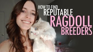 How To Find Reputable Ragdoll Breeders [upl. by Forster]