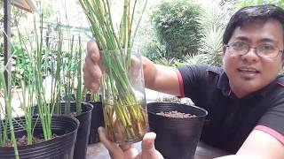 4 METHODS ON HOW TO PROPAGATE HORSETAIL equisetum hyemale [upl. by Oneal750]