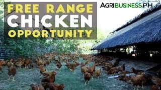 Free Range Chicken Farming in the Philippines Pamora Farm Success Story [upl. by Norra323]