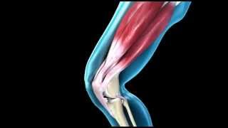 Knee Joint  Range of Movement  3D Medical Animation  ABP © [upl. by Senn]