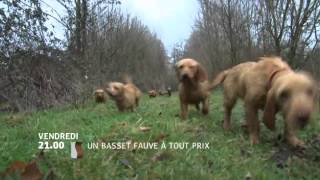 Un basset fauve à tout prix [upl. by Nitsud]