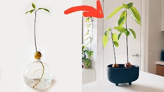 HOW TO Plant An AVOCADO From WATER To SOIL EASY 🥑 [upl. by Nonek259]