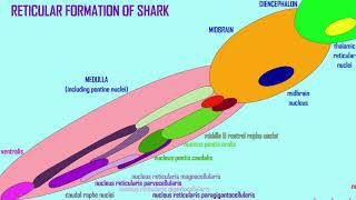 the reticular formation [upl. by Annahaj]