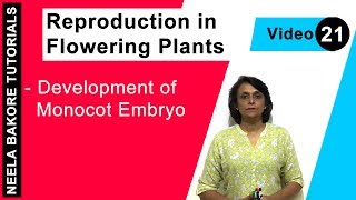 Reproduction in Flowering Plants  NEET  Development of Monocot Embryo  Neela Bakore Tutorials [upl. by Edita]