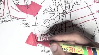 Respiratory System  Overview [upl. by Steffie]