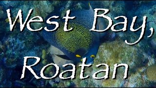 Snorkeling in West Bay Roatan [upl. by Greeson]