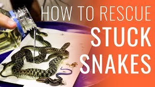 How To Unstick Snakes from Glue Traps Duct Tape [upl. by Husain]