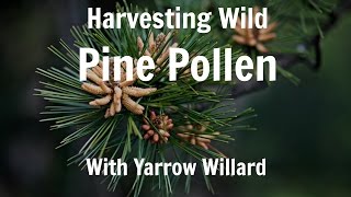 Harvesting Wild Pine Pollen  Harmonic Arts [upl. by Sunderland399]