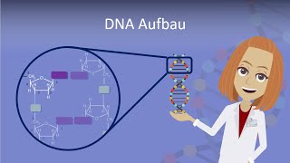 DNA Aufbau leicht erklärt [upl. by Anidam]