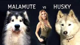 GIANT ALASKAN MALAMUTE Versus THE SIBERIAN HUSKY DOG [upl. by Trinl232]