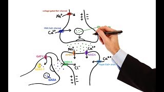 Pharmacology  ANTIEPILEPTIC DRUGS MADE EASY [upl. by Lemor]