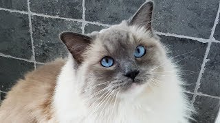 Morning Ragdoll Cat Meows [upl. by Latouche]