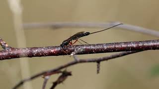 Ichneumon Wasp Ephialtes manifestator [upl. by Valerle925]