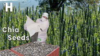 Awesome CHIA SEEDS Cultivation Technology And Harvest  CHIA SEEDS Healthy Benefits  Happy Farm [upl. by Nosredna]