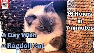 A Day With My Ragdoll Cat 16 hours in 7 minutes [upl. by Umeko183]