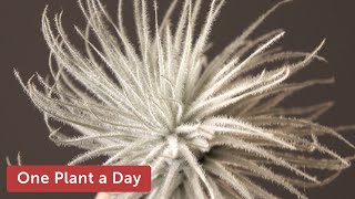 Tillandsia tectorum Houseplant Care — 281 of 365 [upl. by Hoo88]