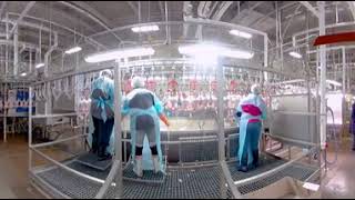 Take a 360° Virtual Reality Tour of a Chicken Processing Plant [upl. by Guglielmo]