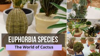 Euphorbia Species  euphorbia cactus types  Euphorobia Varieties and their Names [upl. by Neelyaj985]