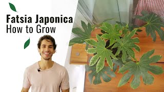 How to Grow and Care for a Fatsia Japonica Indoors [upl. by Tnerb]