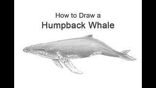 How to Draw a Humpback Whale [upl. by Saba]