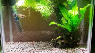 CROSS BREEDING GUPPIES AND ENDLERS [upl. by Alit]