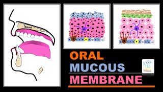 Oral mucous membranetypes amp histology [upl. by Song]