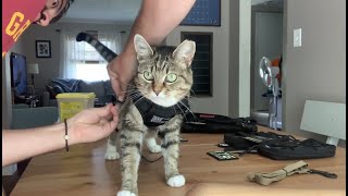 How to use a cat harness [upl. by Kurzawa]