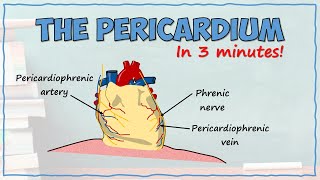 The Pericardium [upl. by Neved]