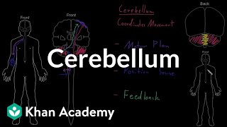 Cerebellum  Organ Systems  MCAT  Khan Academy [upl. by Chaworth106]